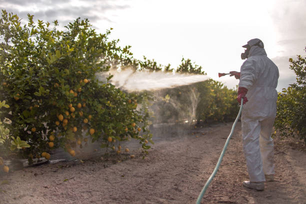 Best Local Pest Control Services  in Swansboro, NC