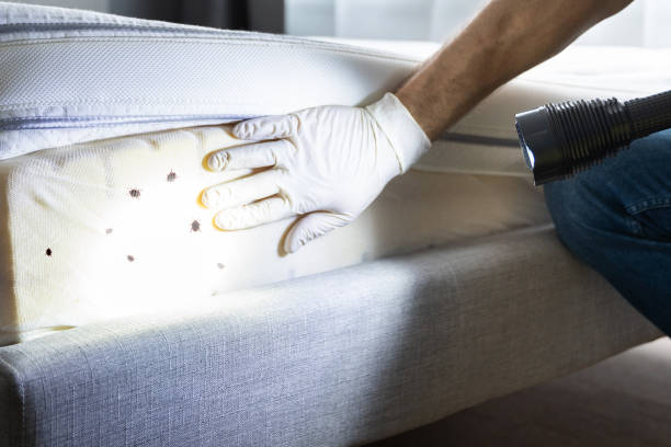 Best Bed Bug Extermination  in Swansboro, NC