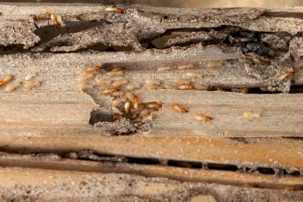 Swansboro, NC Pest Control Company
